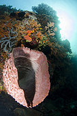 Barrel Sponge (Xestospongia testudinaria) with sun in background, The Cove dive site, Atauro Island, East Timor