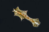 Reeswimming Paraplanocera Flatworm (Paraplanocera sp), night dive, Tasi Tolu dive site, Dili, East Timor