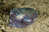 Berry's Bobtail Squid (Euprymna berryi) on sand, night dive, Dili Rock East dive site, Dili, East Timor