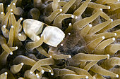 Crevette coquille d'oeuf (Hamopontonia fungicola) camouflée dans un Corail-anémone (Heliofungia actiniformis), site de plongée Tasi Tolu, Dili, Timor oriental