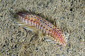 Golden Fire Worm (Chloeia amphora) on sand, Night dive, Dili Rock East dive site, Dili, East Timor