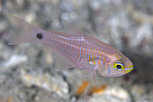 Yellowmouth Cardinalfish (Archamia goni), Dili Rock East dive site, Dili, East Timor