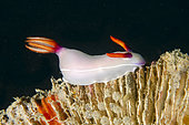 Bullock's Hypselodoris Nudibranch (Hypseldoris bullocki), Dili Rock East dive site, Dili, East Timor