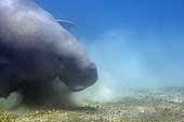 Dugong (Dugong dugon) feeding in sea grass, Tasi Tolu dive site, Dili, East Timor