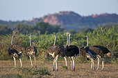 Common ostrich (Struthio camelus) flock. Mashatu, Northern Tuli Game Reserve. Botswana