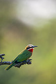 White-fronted bee-eater (Merops bullockoides) perched on a branch. Mashatu, Northern Tuli Game Reserve. Botswana