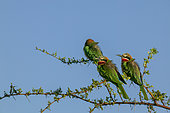 White-fronted bee-eater (Merops bullockoides) perched on a branch. Mashatu, Northern Tuli Game Reserve. Botswana