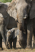 African bush elephant (Loxodonta africana) cow and calf. Mashatu, Northern Tuli Game Reserve. Botswana