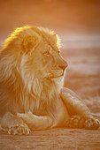 Lion (Panthera leo). Mashatu, Northern Tuli Game Reserve. Botswana