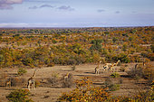 South African giraffe or Cape giraffe (Giraffa giraffa) or camelopardalis giraffa) herd in mopaneveld. Mashatu, Northern Tuli Game Reserve. Botswana