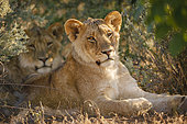 Lion (Panthera leo). Mashatu, Northern Tuli Game Reserve. Botswana