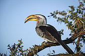Southern yellow-billed hornbill (Tockus leucomelas) perched on a branch. Mashatu, Northern Tuli Game Reserve. Botswana