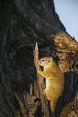 Smith's bush squirrel, yellow-footed squirrel or tree squirrel (Paraxerus cepapi). Mashatu, Northern Tuli Game Reserve. Botswana