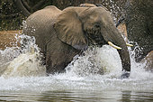 African bush elephant (Loxodonta africana) splashing in a waterhole. Mashatu, Northern Tuli Game Reserve. Botswana