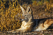 Black-backed jackal or silver-backed jackal (Lupulella mesomelas). MlMashatu, Northern Tuli Game Reserve. Botswana