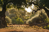 Impala or rooibok (Aepyceros melampus) herd feeding under nashatu or nyala (Xanthocercis zambesiaca) trees Mashatu, Northern Tuli Game Reserve. Botswana