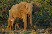 African bush elephant (Loxodonta africana) cow and calf. Mashatu, Northern Tuli Game Reserve. Botswana