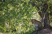 Leopard, (Panthera pardus). Mpumlanga. South Africa