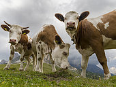 Cows on alpine pasture. Dolomites at Passo Giau. Europe, Central Europe, Italy