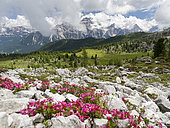 Croda da Lago in the Dolomites of the Veneto near Cortina d'Ampezzo, view towards Sorapis. Part of the UNESCO world heritage. Europe, Central Europe, Italy
