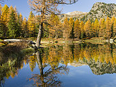 Lago San Pellegrino (Lech de San Pelegrin) during fall at Passo San Pellegrino in the Dolomites. Europe, Central Europe, Italy