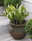 Convallaria majalis Bordeaux
