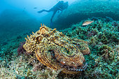 Common octopus (Octopus vulgaris), in the Calanques National Park, Bouches-du-Rhône, Provence-Alpes-Côte d'Azur, France
