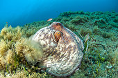 Common octopus (Octopus vulgaris), in the Port-Cros National Park, Var, Provence-Alpes-Côte d'Azur, France