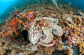 Common octopus (Octopus vulgaris), in the Parc National des Calanques, Bouches-du-Rhône 13, Provence Alpes Côte d'Azur region, France.