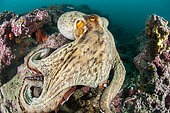 Poulpe commun (Octopus vulgaris) sur le coralligène de l’Aire Marine Protégée de la Côté Agathoise, Occitanie, , Réserve Marine du roc de Brescou, Hérault, France