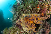 Common octopus (Octopus vulgaris) on the bottom, Mediterranean Sea
