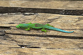 Lined day Gecko (Phelsuma lineata lineata) in situ, Torotorofotsy, Alaotra Mangoro, Madagascar