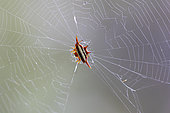 Long-winged Kite Spider (Gasteracantha versicolor) on his web in situ, Vohimana, Ankeniheny-Zahamena corridor, Madagascar