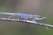 Blade chameleon (Calumma gallus) male in situ, Vohimana, Ankeniheny-Zahamena corridor, Madagascar