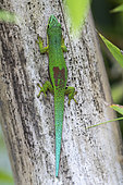 Lined day Gecko (Phelsuma lineata lineata) in situ, Vohimana, Ankeniheny-Zahamena corridor, Madagascar