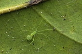Tangle-web spider (Theridiidae sp), Analamazaotra, Alaotra-Mangoro, Madagascar