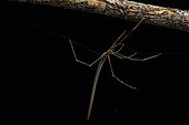 Comb Footed Spider (Ariamnes sp) in situ, Analamazaotra, Alaotra-Mangoro, Madagascar