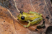 Red-spotted Treefrog (Boophis tasymena), Analamazaotra, Alaotra-Mangoro, Madagascar