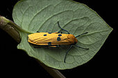 Footman (Eilema mabillei), Analamazaotra, Alaotra-Mangoro, Madagascar