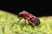 Froghopper (Cercopidae sp), Analamazaotra, Alaotra-Mangoro, Madagascar