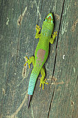 Lined day Gecko (Phelsuma lineata lineata) in situ, Analamazaotra, Alaotra-Mangoro, Madagascar