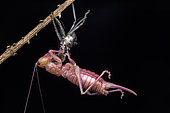 Raspy cricket (Gryllacrididae sp) in situ, Analamazaotra, Alaotra-Mangoro, Madagascar