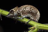 Nose-horned Chameleon (Calumma nasutum) baby stuck on Silverleaf desmodium (Desmodium uncinatum), Analamazaotra, Alaotra-Mangoro, Madagascar