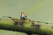 Mirror spider (Thwaitesia pulcherrima) female in situ, Analamazaotra, Alaotra-Mangoro, Madagascar