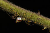 Mirror spider (Thwaitesia pulcherrima) female in situ, Analamazaotra, Alaotra-Mangoro, Madagascar