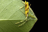 Crab Spider (Thomisidae sp) in situ with prey, Analamazaotra, Alaotra-Mangoro, Madagascar