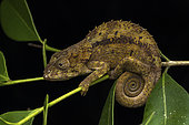 Short-horned chameleon (Calumma brevicorne), Analamazaotra, Alaotra-Mangoro, Madagascar