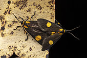 Snout moth (Lophocera flavipuncta) mating in situ, Analamazaotra, Alaotra-Mangoro, Madagascar