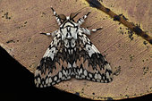 Moth (Lymantria rosea), Analamazaotra, Alaotra-Mangoro, Madagascar