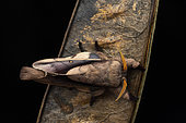 Lappet moth (Apatelopteryx phenax or deceptrix), Analamazaotra, Alaotra-Mangoro, Madagascar